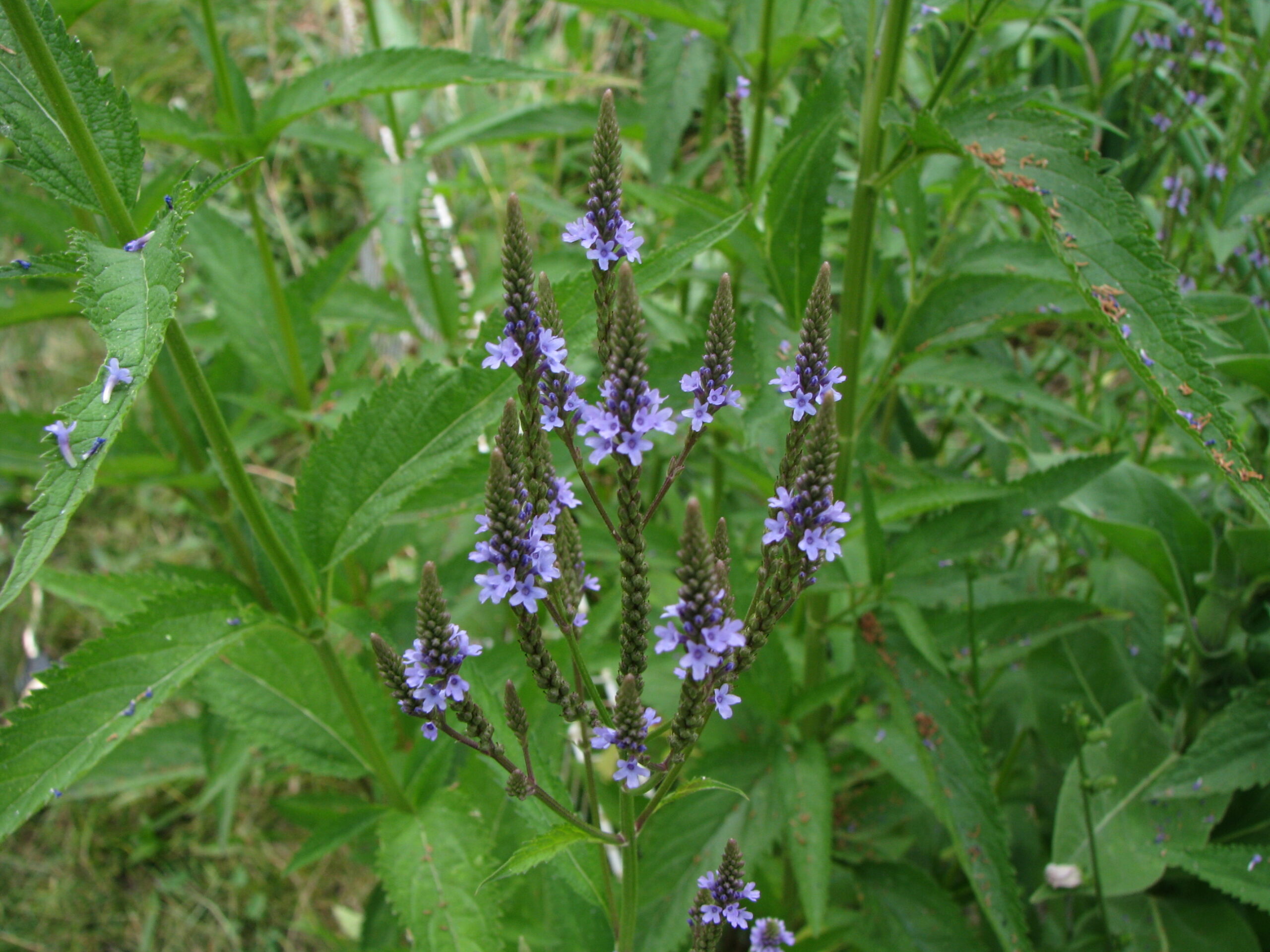 blue vervain - organic medicinal live plants for sale - crimson