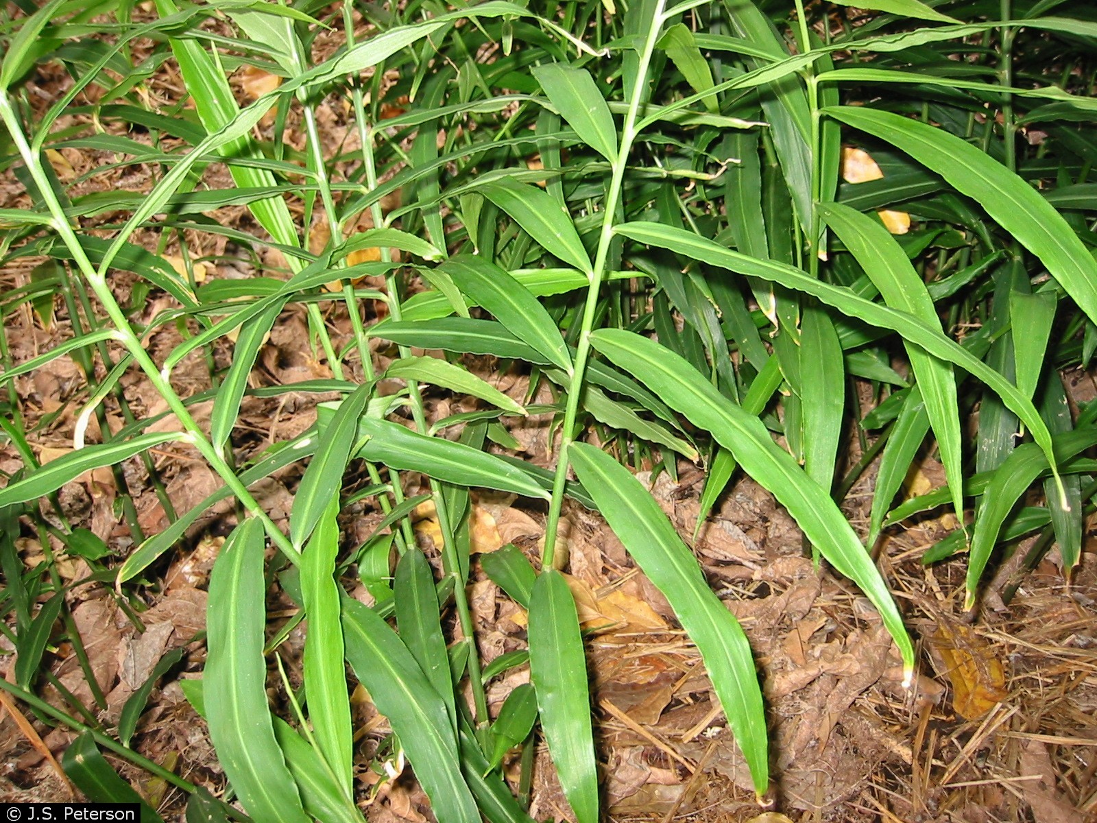 Ginger Organic Medicinal Live Plants For Sale Crimson Sage Nursery
