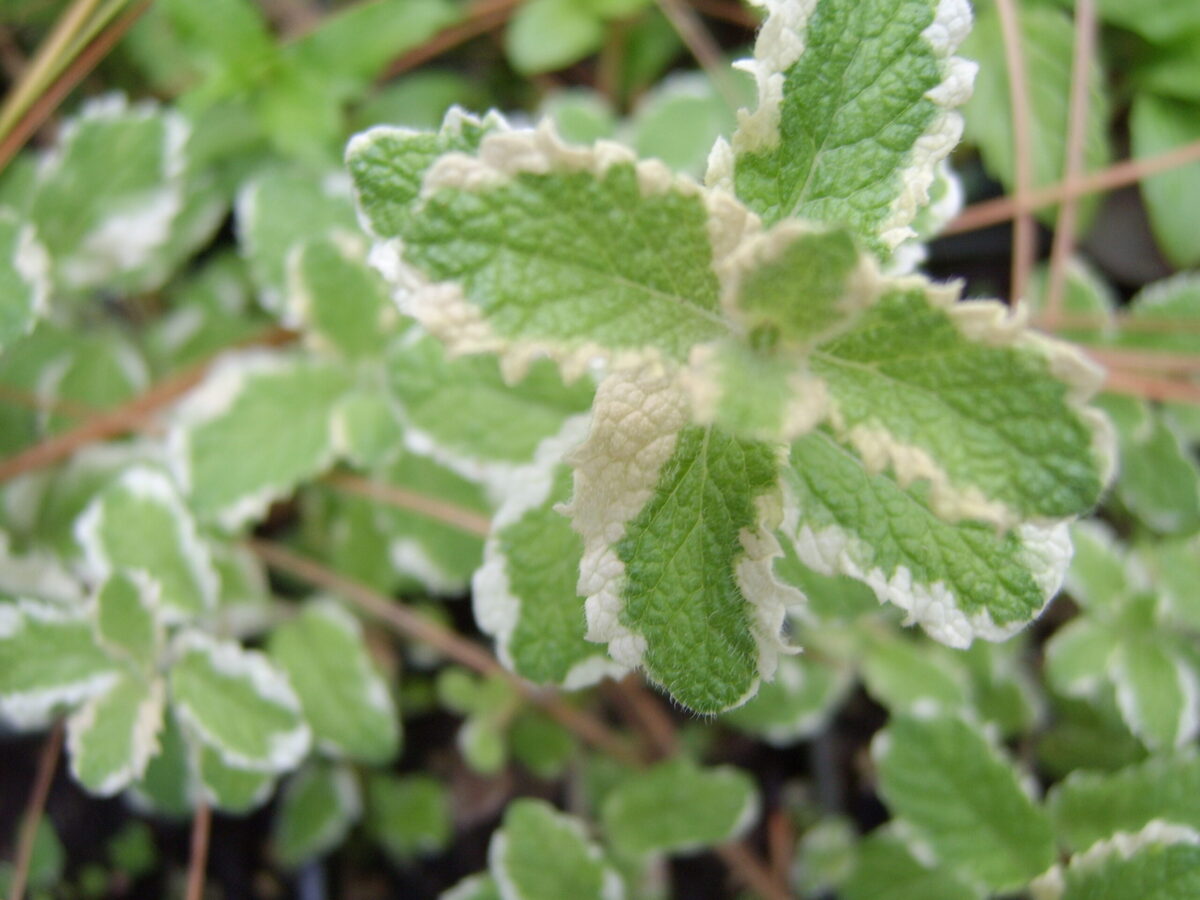 products-pineapple-mint-scaled
