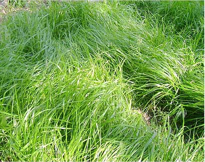 Sweetgrass Herb Plant, Hierochloe odorata